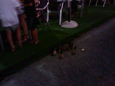 Atacada y herida por perros cachorrita de Benalup SOS Atacada y herida por perros cachorrita de Benalup SOS