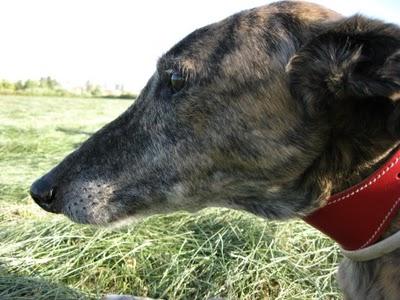 Tato, un galgo adoptado y adaptado a la buena vida. Tato, un galgo adoptado y adaptado a la buena vida.