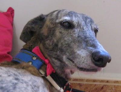 Tato, un galgo adoptado y adaptado a la buena vida. Tato, un galgo adoptado y adaptado a la buena vida.