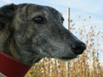 Tato, un galgo adoptado y adaptado a la buena vida. Tato, un galgo adoptado y adaptado a la buena vida.