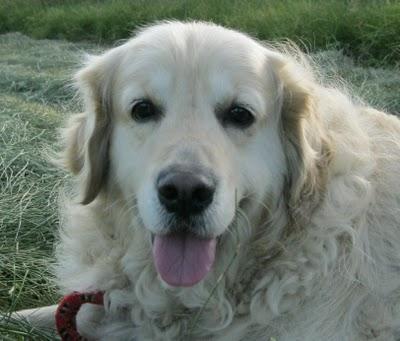 Tato, un galgo adoptado y adaptado a la buena vida. Tato, un galgo adoptado y adaptado a la buena vida.