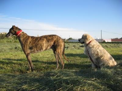 Tato, un galgo adoptado y adaptado a la buena vida. Tato, un galgo adoptado y adaptado a la buena vida.
