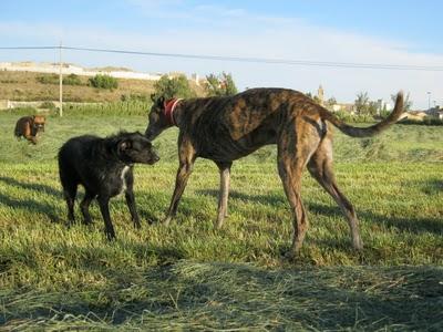 Tato, un galgo adoptado y adaptado a la buena vida. Tato, un galgo adoptado y adaptado a la buena vida.