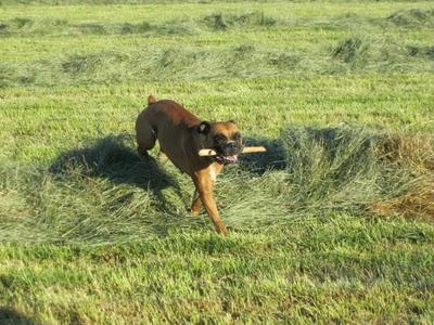 Tato, un galgo adoptado y adaptado a la buena vida. Tato, un galgo adoptado y adaptado a la buena vida.