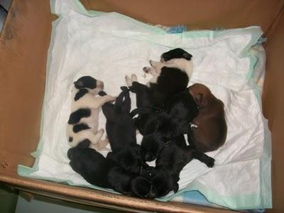 7 bebes rescatados de un contenedor (Murcia) 7 bebes rescatados de un contenedor (Murcia)