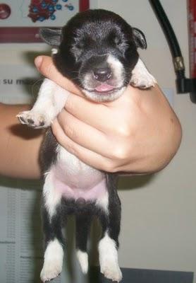 7 bebes rescatados de un contenedor (Murcia) 7 bebes rescatados de un contenedor (Murcia)