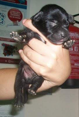 7 bebes rescatados de un contenedor (Murcia) 7 bebes rescatados de un contenedor (Murcia)