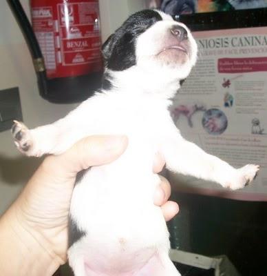 7 bebes rescatados de un contenedor (Murcia) 7 bebes rescatados de un contenedor (Murcia)