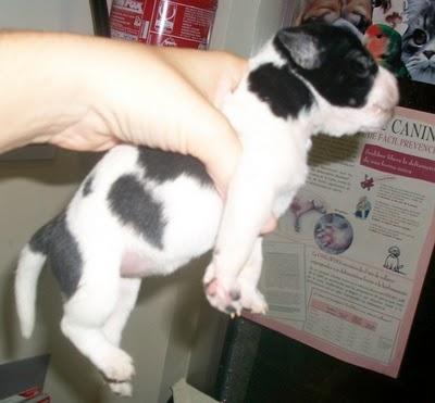 7 bebes rescatados de un contenedor (Murcia) 7 bebes rescatados de un contenedor (Murcia)
