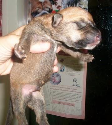 7 bebes rescatados de un contenedor (Murcia) 7 bebes rescatados de un contenedor (Murcia)
