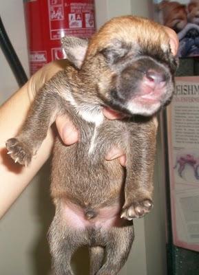 7 bebes rescatados de un contenedor (Murcia) 7 bebes rescatados de un contenedor (Murcia)