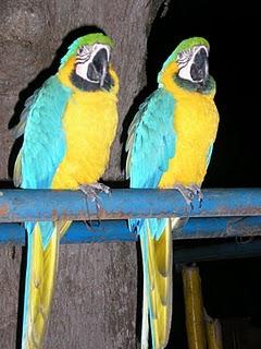 No compreis guacamayas, por favor. No compreis guacamayas, por favor.