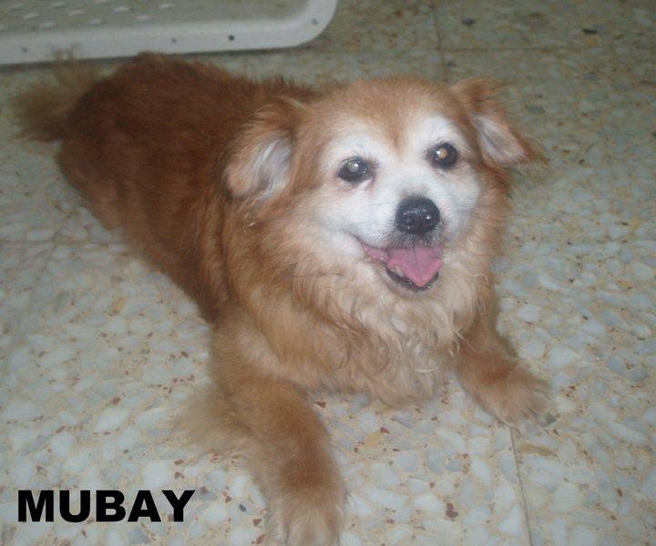 SOS en Ciudad Real!! Perdido Mubay, perrito viejo y casi ciego.
