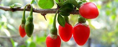 Bayas de Goji: Análisis de la OCU (Contienen Tóxicos). Extraordinarias Propiedades Terapéuticas. Bayas de Goji: Análisis de la OCU (Contienen Tóxicos). Extraordinarias Propiedades Terapéuticas.