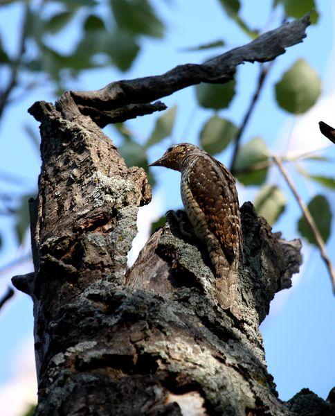 TORCECUELLO-JYNX TORQUILLA-WRYNECK TORCECUELLO-JYNX TORQUILLA-WRYNECK
