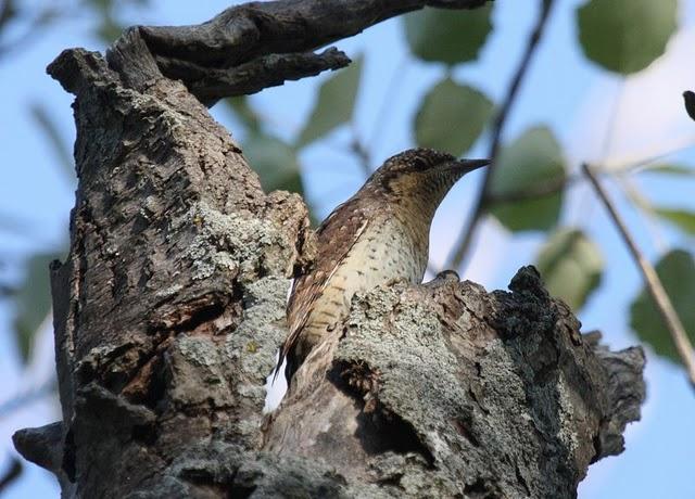 TORCECUELLO-JYNX TORQUILLA-WRYNECK TORCECUELLO-JYNX TORQUILLA-WRYNECK