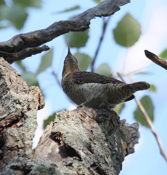 TORCECUELLO-JYNX TORQUILLA-WRYNECK TORCECUELLO-JYNX TORQUILLA-WRYNECK
