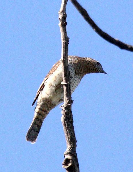 TORCECUELLO-JYNX TORQUILLA-WRYNECK TORCECUELLO-JYNX TORQUILLA-WRYNECK
