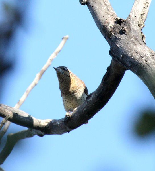 TORCECUELLO-JYNX TORQUILLA-WRYNECK TORCECUELLO-JYNX TORQUILLA-WRYNECK