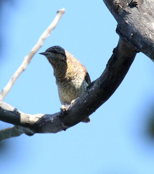 TORCECUELLO-JYNX TORQUILLA-WRYNECK TORCECUELLO-JYNX TORQUILLA-WRYNECK