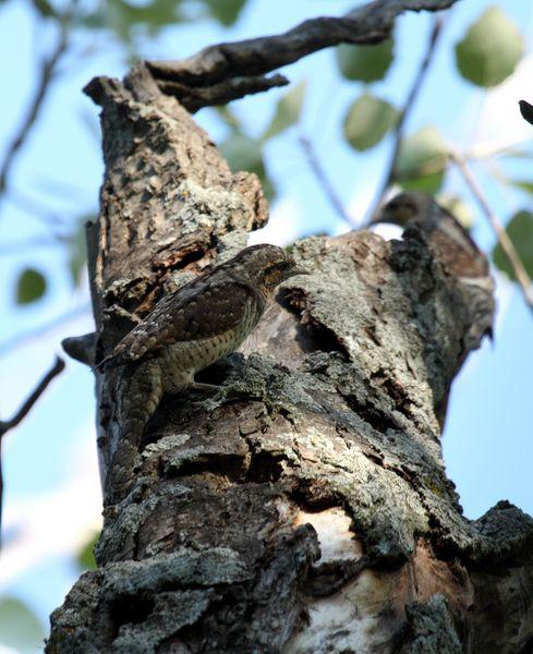 TORCECUELLO-JYNX TORQUILLA-WRYNECK TORCECUELLO-JYNX TORQUILLA-WRYNECK