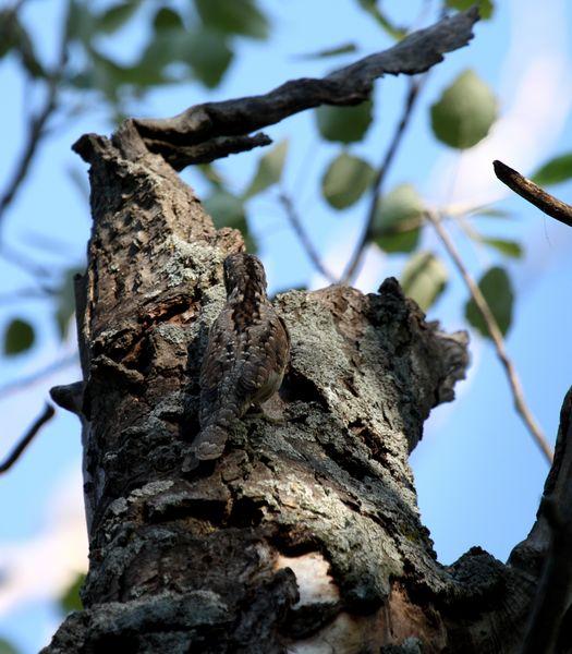 TORCECUELLO-JYNX TORQUILLA-WRYNECK TORCECUELLO-JYNX TORQUILLA-WRYNECK