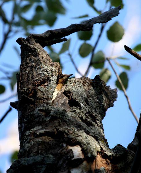 TORCECUELLO-JYNX TORQUILLA-WRYNECK TORCECUELLO-JYNX TORQUILLA-WRYNECK