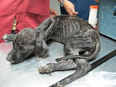 Tremendo caso de Síndrome de Noe en Huelva. Tremendo caso de Síndrome de Noe en Huelva.