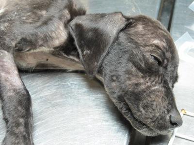 Tremendo caso de Síndrome de Noe en Huelva. Tremendo caso de Síndrome de Noe en Huelva.