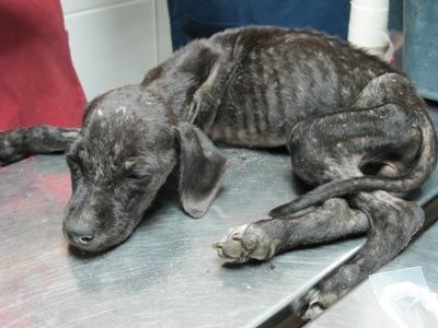 Tremendo caso de Síndrome de Noe en Huelva. Tremendo caso de Síndrome de Noe en Huelva.