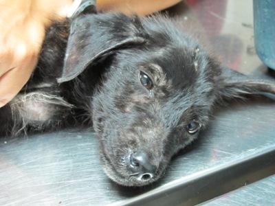 Tremendo caso de Síndrome de Noe en Huelva. Tremendo caso de Síndrome de Noe en Huelva.