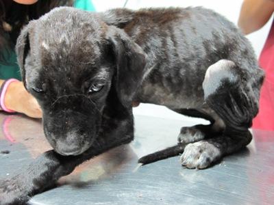 Tremendo caso de Síndrome de Noe en Huelva. Tremendo caso de Síndrome de Noe en Huelva.