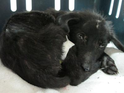 Tremendo caso de Síndrome de Noe en Huelva. Tremendo caso de Síndrome de Noe en Huelva.