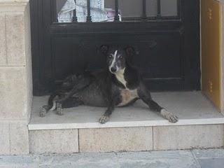 Galga preñada en la carretera, ayuda por favor!!