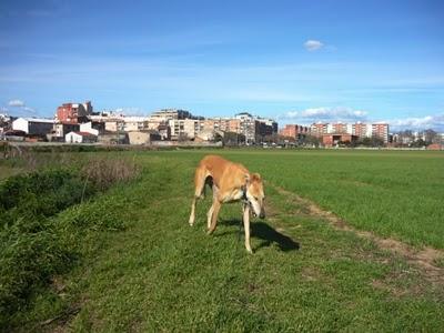 GALGO PERDIDO EN BARCELONA