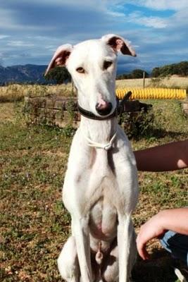 URO, el más noble de los galgos, Zaragoza