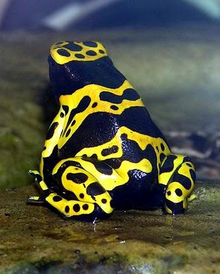 Dendrobates. Leucomelas