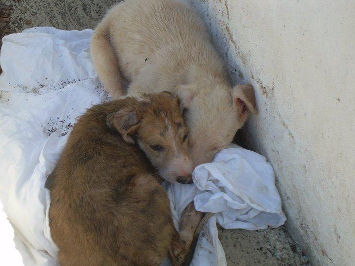 La galga y los cachorros de Huelva rescatados