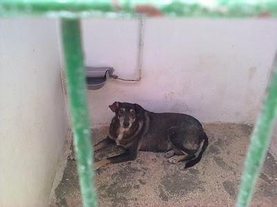 (ALBACETE)- perrera de Hellín- perrita 12 años viejita perrera triste.