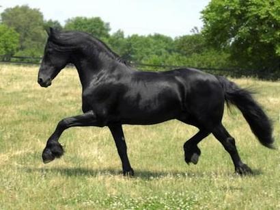 frison