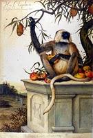 «Se trata de un continuum», Frans de Waal «Se trata de un continuum», Frans de Waal