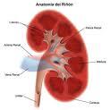 Una variante genética podría favorecer el riesgo de enfermedad renal