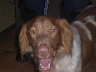 JACQUES, breton de un añito y pico, no se puede ser màs guapo. CÓRDOBA. JACQUES, breton de un añito y pico, no se puede ser màs guapo. CÓRDOBA.