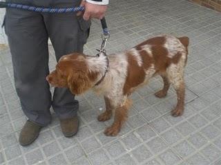 JACQUES, breton de un añito y pico, no se puede ser màs guapo. CÓRDOBA. JACQUES, breton de un añito y pico, no se puede ser màs guapo. CÓRDOBA.