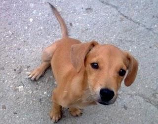 EMANEMS, precioso cruce de podenco en adopción, Toledo