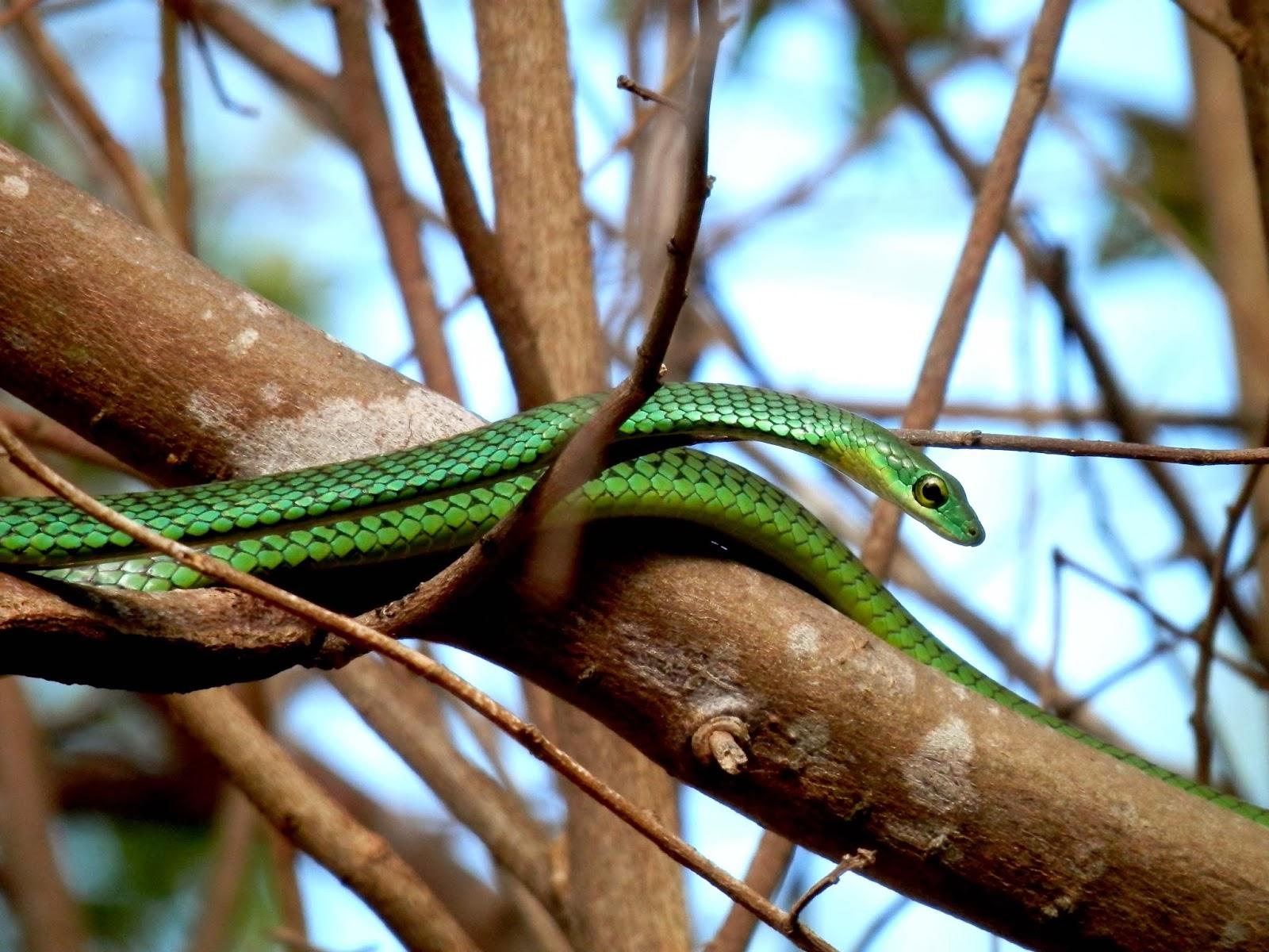 Ilha de Vamizi Ilha de Vamizi