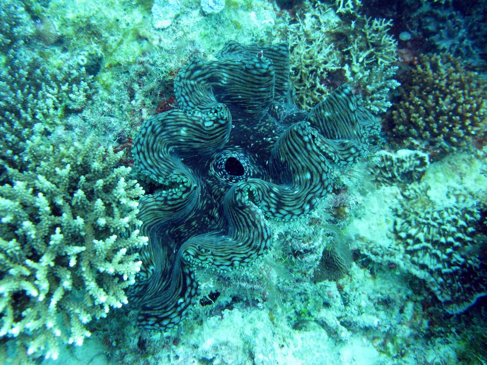 Ilha de Vamizi Ilha de Vamizi