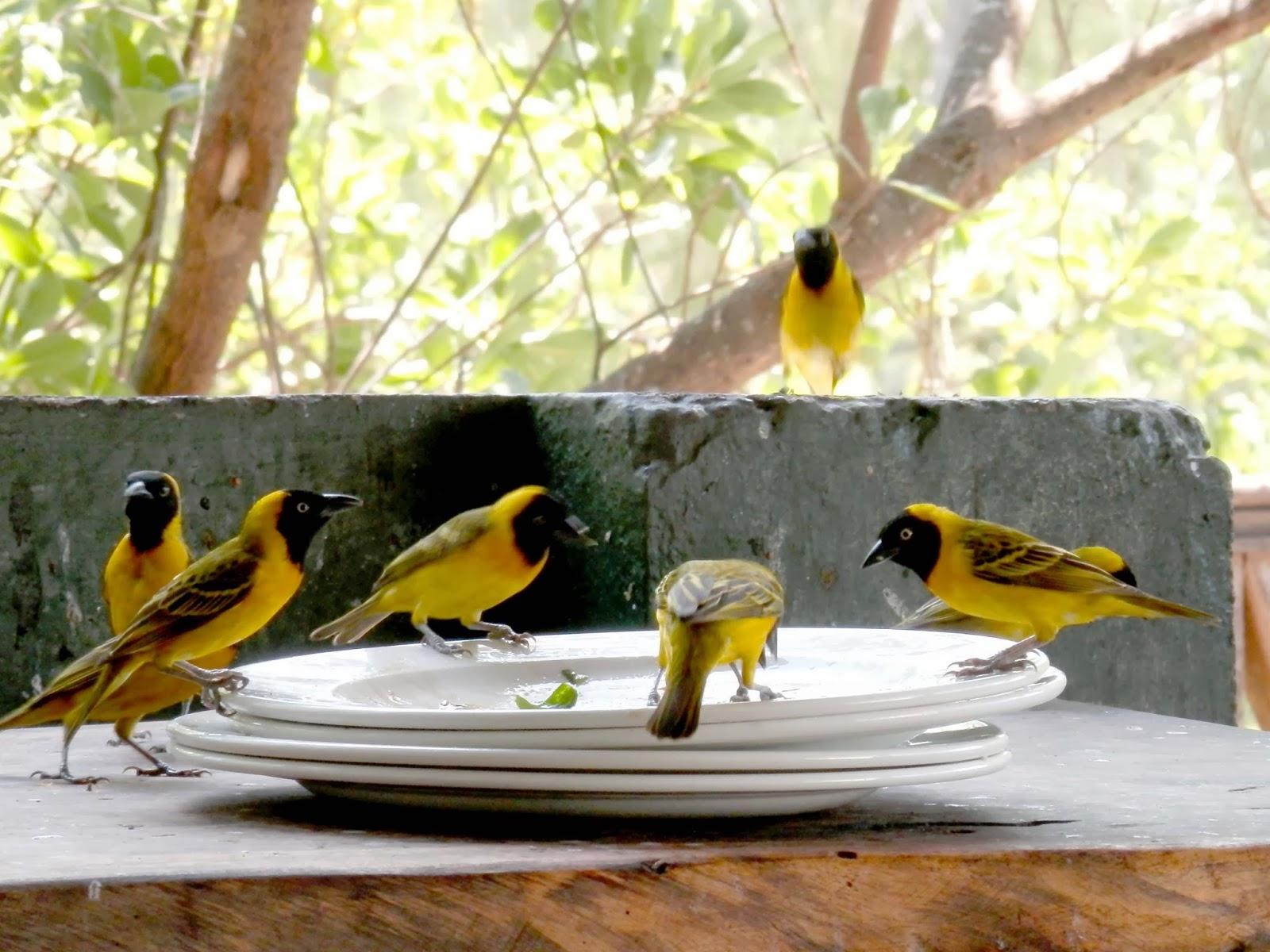 Ilha de Vamizi Ilha de Vamizi