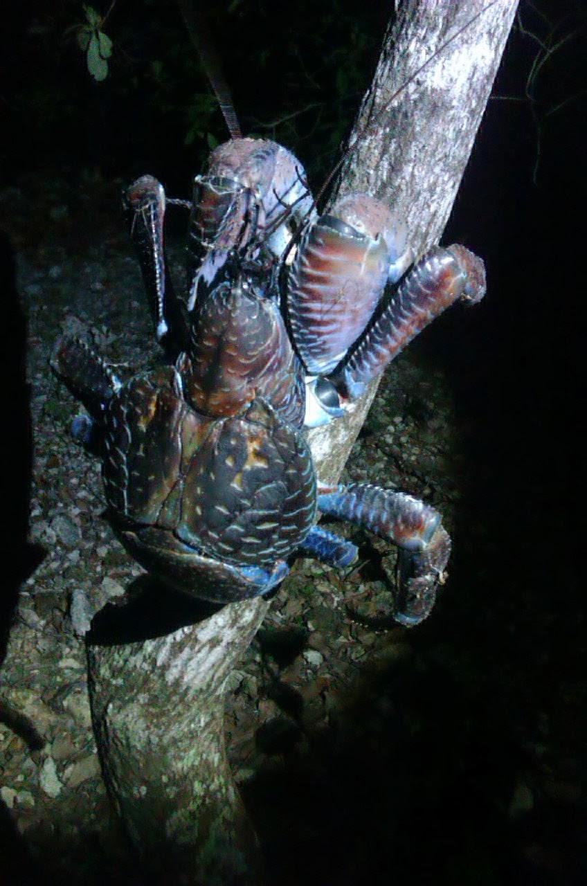 Ilha de Vamizi Ilha de Vamizi