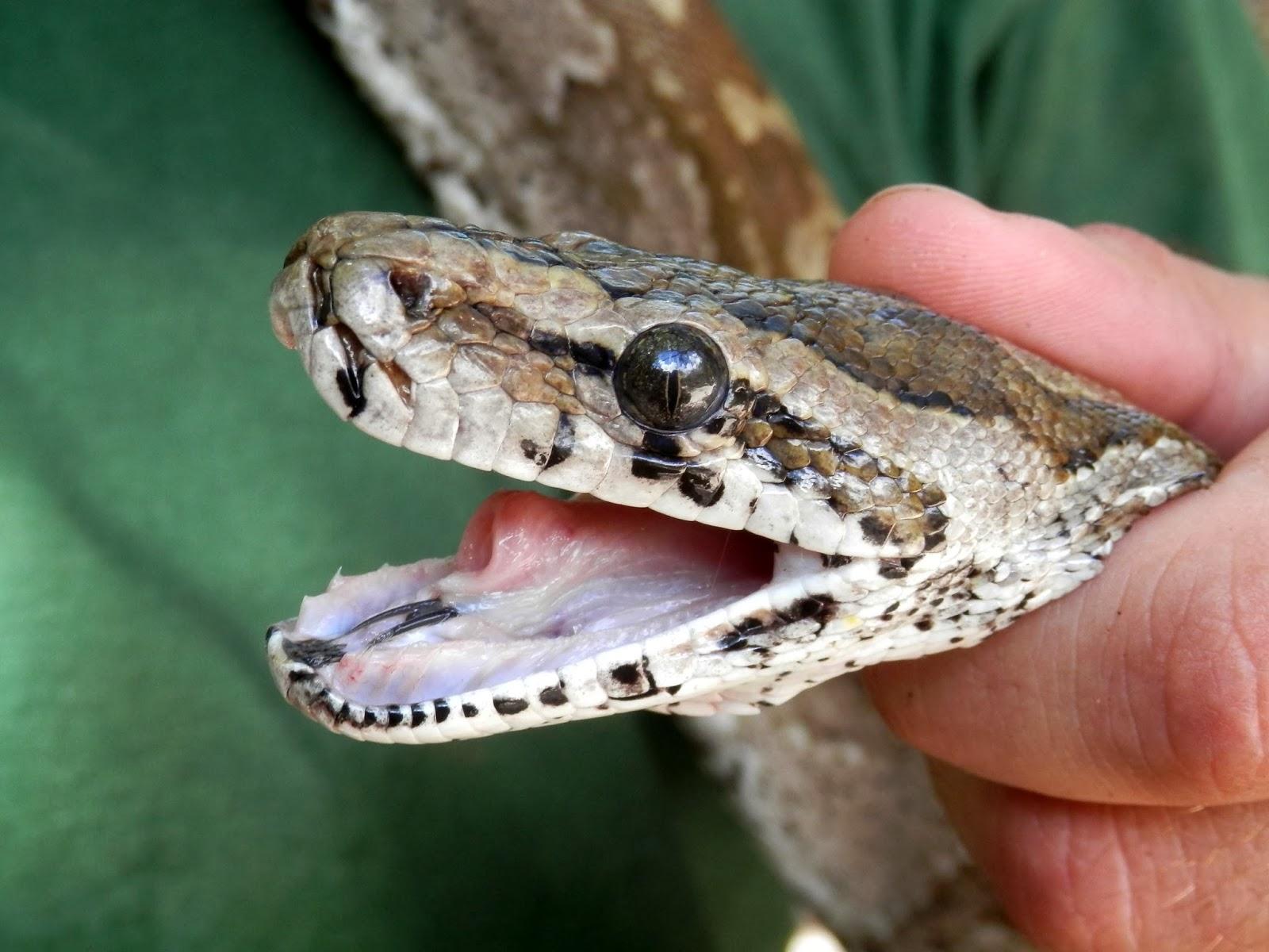 Ilha de Vamizi Ilha de Vamizi